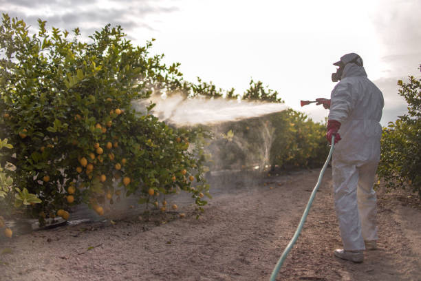 Best Termite Control Services  in Kekaha, HI
