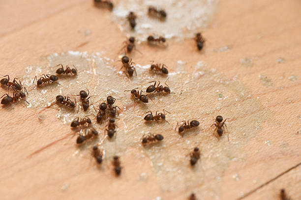 Best Local Pest Control Services  in Kekaha, HI