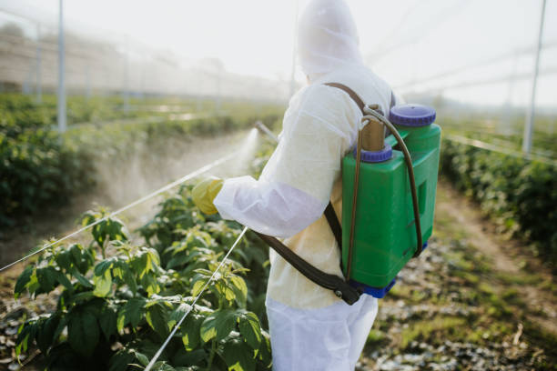 Best Pest Inspection Near Me  in Kekaha, HI